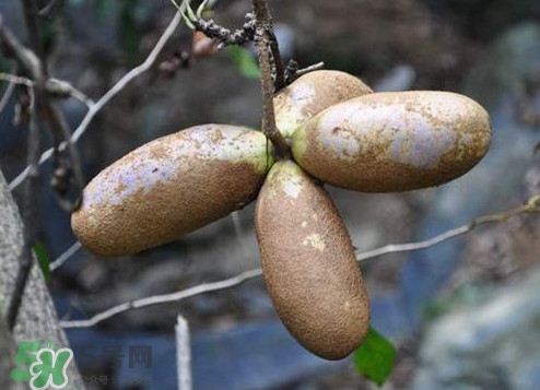 八月瓜怎么吃？八月瓜好吃嗎
