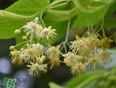 椴樹蜜有什么氣味？椴樹蜜結(jié)晶看到糖怎么回事