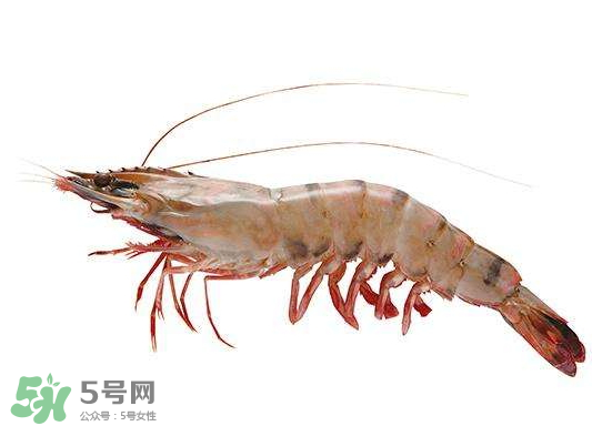 明蝦是海蝦還是河蝦？明蝦是什么蝦？