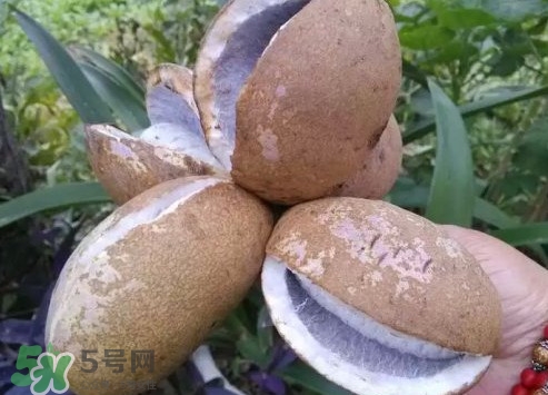 八月瓜什么時(shí)候成熟？八月瓜什么時(shí)候種植