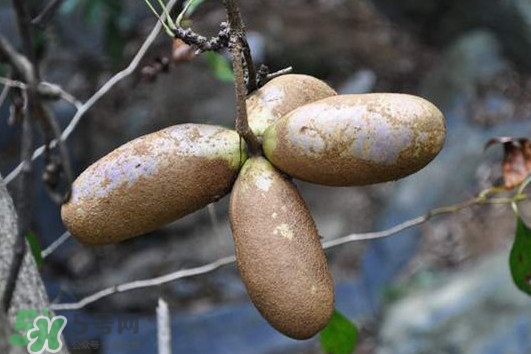 預(yù)知子怎么吃？預(yù)知子作用和功效是什么
