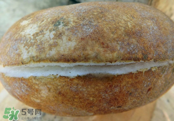 預(yù)知子果為什么種的人少？預(yù)知子和八月扎有區(qū)別嗎