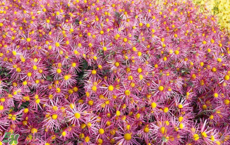 秋天開(kāi)花嗎？秋天的花有哪些？