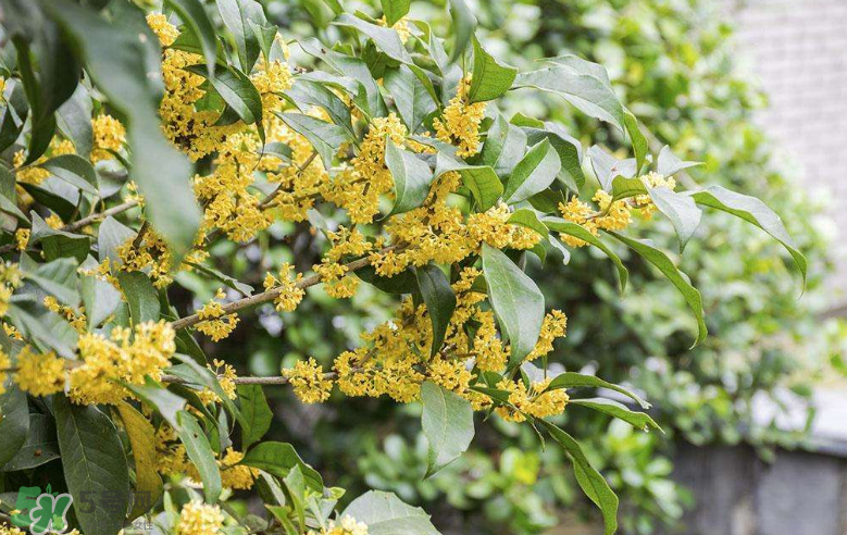 秋天開(kāi)花嗎？秋天的花有哪些？