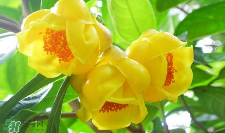 秋天開(kāi)花嗎？秋天的花有哪些？