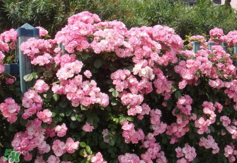 秋天開(kāi)花嗎？秋天的花有哪些？