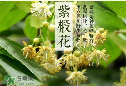 椴樹(shù)蜜是什么顏色？椴樹(shù)蜜是白色的嗎