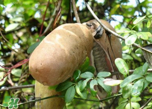 八月瓜適合哪里種植？八月瓜的種植技術(shù)