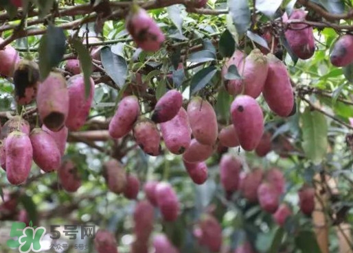 八月瓜能吃嗎？八月瓜到底有什么價(jià)值？