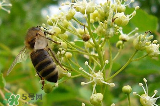 椴樹(shù)蜜是什么顏色？椴樹(shù)蜜是白色的嗎