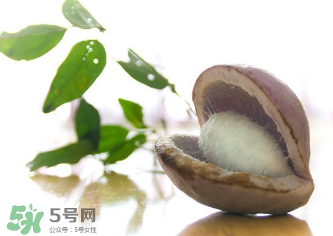 八月瓜可以泡酒嗎？八月瓜可以治乙肝嗎