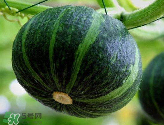 貝貝南瓜什么時(shí)候種植？貝貝南瓜什么時(shí)候上市