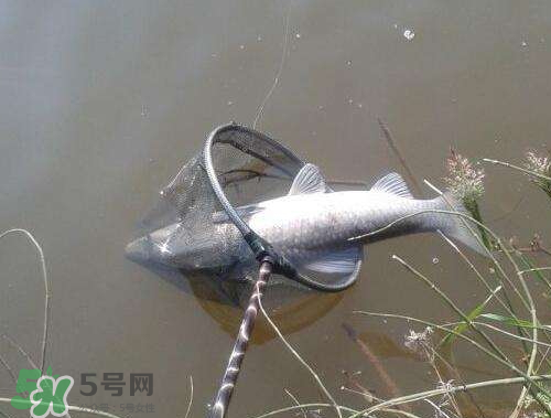 青魚(yú)怎么釣？釣青魚(yú)用什么餌料最好？