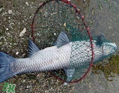 青魚(yú)怎么釣？釣青魚(yú)用什么餌料最好？