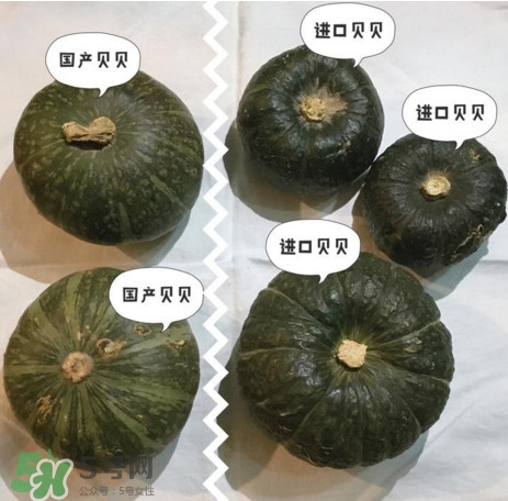 貝貝南瓜怎么挑選？貝貝南瓜有假的嗎