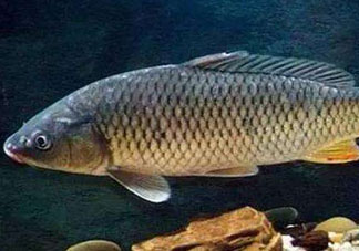 青魚(yú)怎么釣？釣青魚(yú)用什么餌料最好？