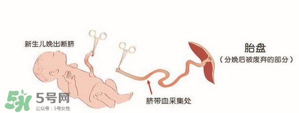 臍帶血有必要保存嗎？臍帶血有什么用？