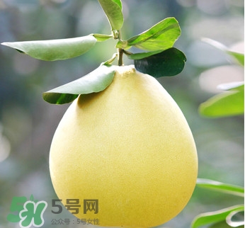 紅心蜜柚是不是轉(zhuǎn)基因？蜜柚是哪個地方的特產(chǎn)