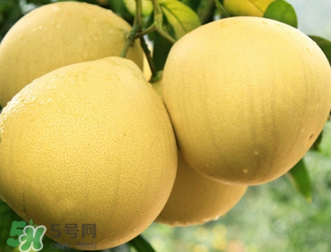 蜜柚怎么挑選？蜜柚怎么保存