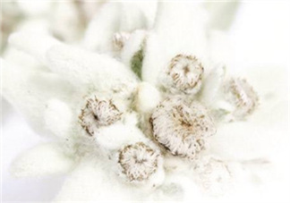 Siin雪絨花孕婦可以用嗎？Siin雪絨花護(hù)膚品孕婦合適嗎？