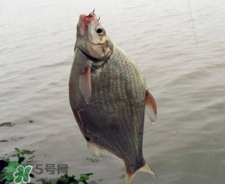 武昌魚(yú)怎么釣？釣武昌魚(yú)用什么餌料？