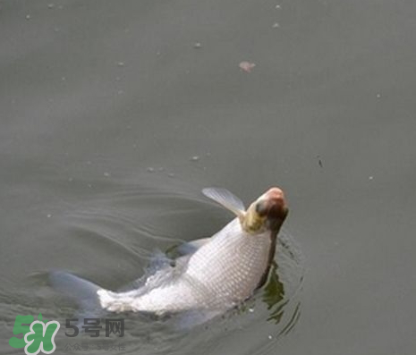 武昌魚(yú)怎么釣？釣武昌魚(yú)用什么餌料？