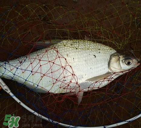 武昌魚(yú)怎么釣？釣武昌魚(yú)用什么餌料？