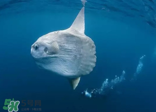 翻車魚(yú)能吃嗎？翻車魚(yú)有毒嗎