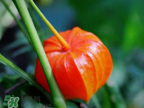 紅姑娘能治療糖尿病嗎？紅姑娘能治什么病？