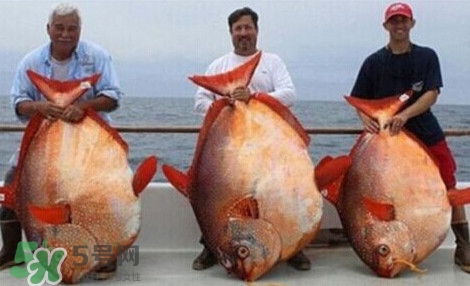 月亮魚是什么魚？月亮魚能吃嗎