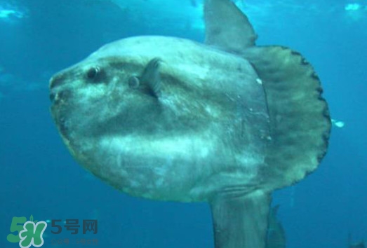 翻車魚(yú)能吃嗎？翻車魚(yú)有毒嗎