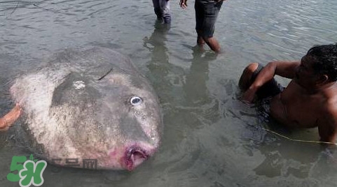 翻車魚(yú)能吃嗎？翻車魚(yú)有毒嗎