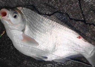武昌魚(yú)怎么釣？釣武昌魚(yú)用什么餌料？