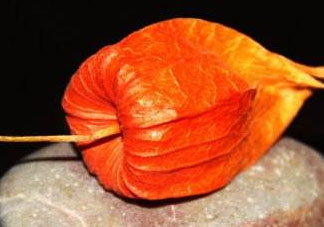 紅姑娘皮泡水治咽炎嗎？紅姑娘皮泡水的副作用