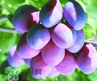 西梅軟的好吃還是硬的好吃？西梅軟的是壞了嗎？