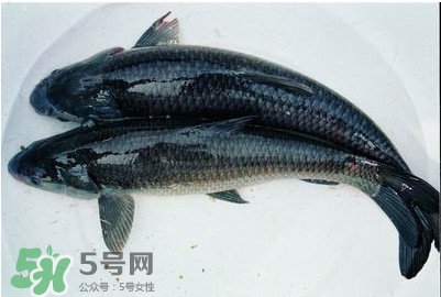 鯇魚和草魚哪個好吃？鯇魚和草魚的區(qū)別