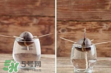 牛油果核能吃嗎？牛油果核怎么種盆栽？