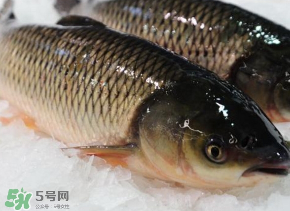 鯇魚是什么魚？鯇魚是怎樣來的
