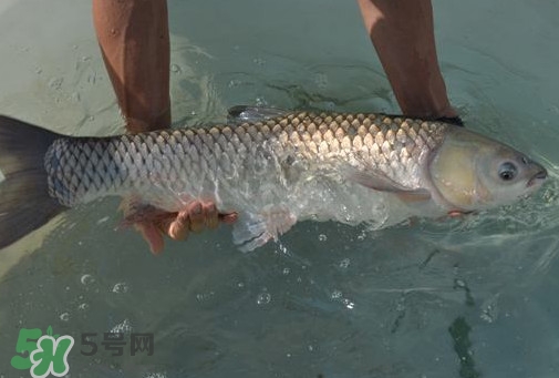 脆肉鯇是草魚嗎？脆肉鯇和草魚有什么區(qū)別