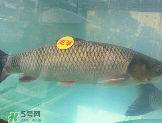 脆肉鯇是什么魚(yú)？脆肉鯇口感為什么是脆的