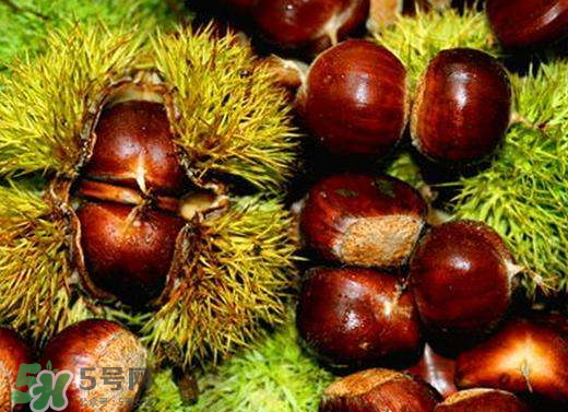 板栗泡酒要去皮嗎？板栗泡酒不去皮可以嗎？