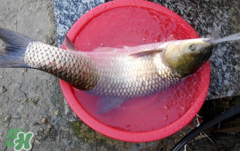 釣鯇魚用什么魚餌？鯇魚怎么做好吃