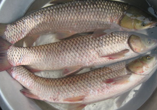 鯇魚是什么魚？鯇魚是怎樣來(lái)的