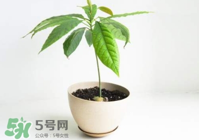 牛油果核能吃嗎？牛油果核怎么種盆栽？