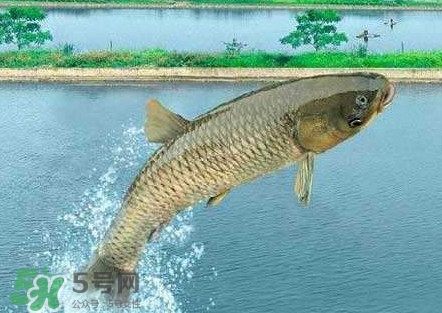 脆肉鯇是什么魚(yú)？脆肉鯇口感為什么是脆的