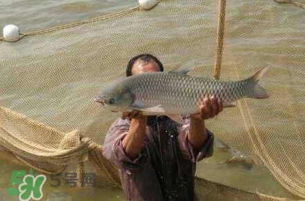 脆肉鯇是草魚嗎？脆肉鯇和草魚有什么區(qū)別