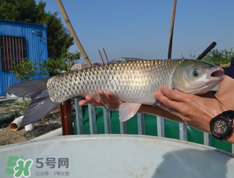 脆肉鯇是什么魚(yú)？脆肉鯇口感為什么是脆的