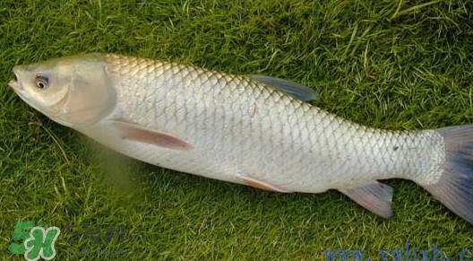 草魚怎么養(yǎng)殖成脆肉鯇？脆肉鯇養(yǎng)殖條件及技術(shù)