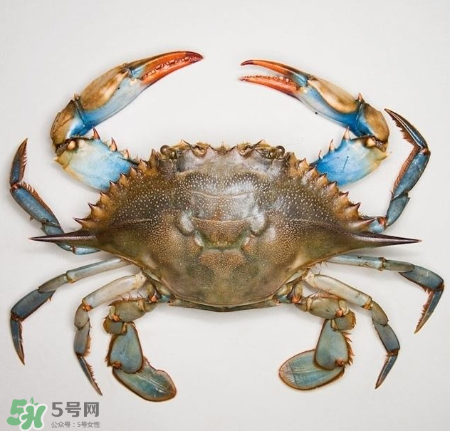 蟹膏是綠色的嗎？蟹膏是黑色的能吃嗎？