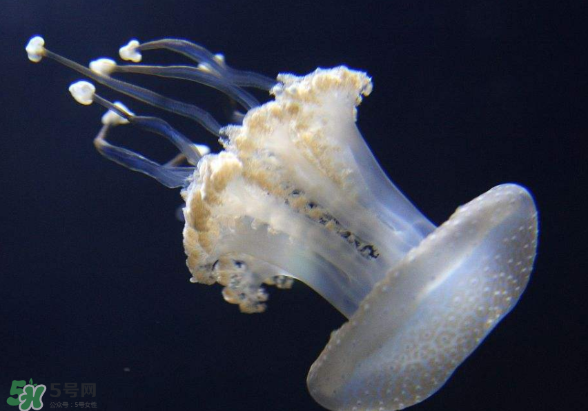 海蜇是生吃嗎？海蜇怎么吃？
